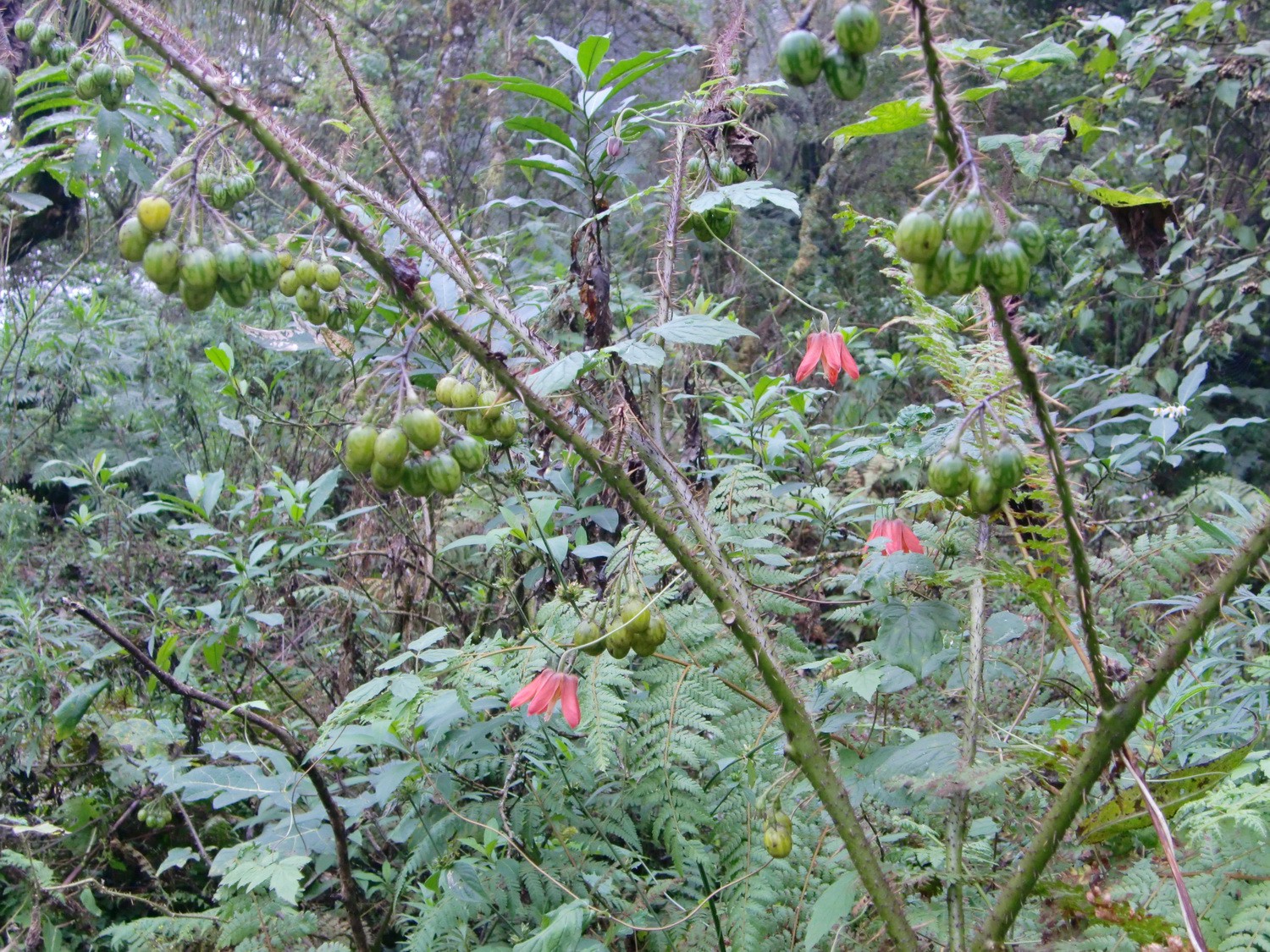 Green / yellow fruits in the Quebrada San Lorenzo